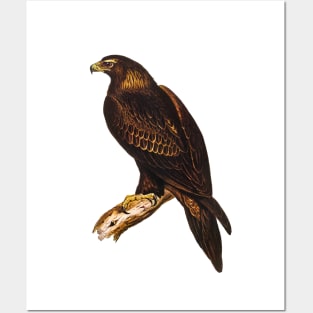 Wedge-tailed Eagle Vintage Illustration Posters and Art